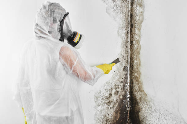 Best Attic Mold Removal  in Slaughterville, OK