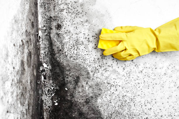Best Emergency Mold Removal  in Slaughterville, OK