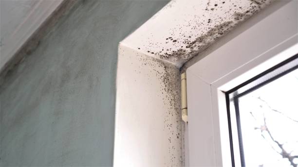 Best Professional Mold Removal  in Slaughterville, OK