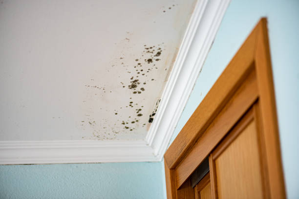 Best Mold Damage Repair  in Slaughterville, OK