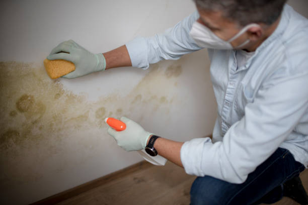 Trusted Slaughterville, OK Mold Removal Experts