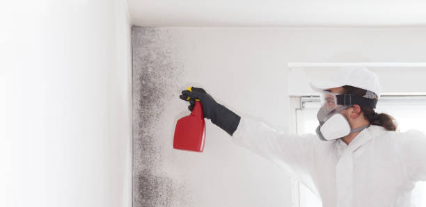 Best Affordable Mold Removal  in Slaughterville, OK