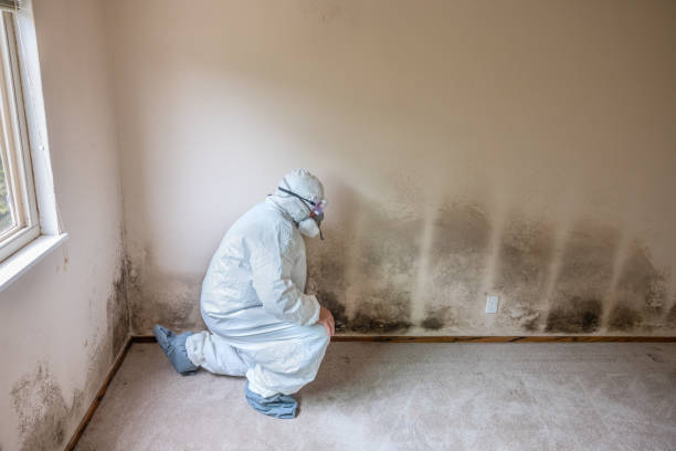 Trusted Slaughterville, OK Mold Removal Experts