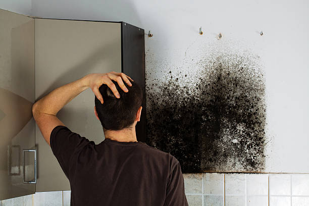 Best Professional Mold Removal  in Slaughterville, OK