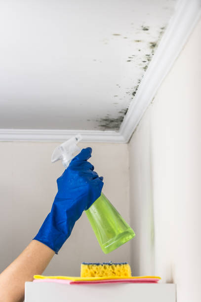 Best Same-Day Mold Removal  in Slaughterville, OK